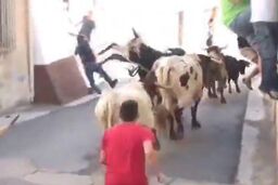 عاقبت دردناک فستیوال گاوبازی در اسپانیا