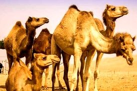 مرگ 2 صدرنشین خودرو در اثر برخورد با شتر/ شتر زنده ماند!
