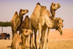  مرگ 2 صدرنشین خودرو در اثر برخورد با شتر/ شتر زنده ماند!