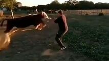 حمله وحشیانه گاو به چوپان برزیلی
