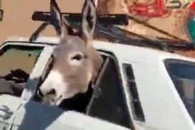 پیکان‌سواری خر در خیابان!