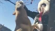 دوستی دختر جوان با گرگ ها!