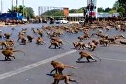 جنگ وحشتناک صدها میمون بر سر یک تکه غذا 