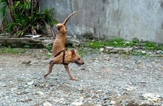 سگی که به طرز عجیبی روی دوپا راه می‌رود!