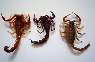 کشف سه هزار عقرب زنده از خانه‌ای در مشهد!