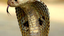 استفراغ مار کبرا