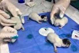جداسازی بچه گربه‌های به هم چسبیده