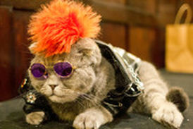 برگزاری شوی لباس گربه‌ها در نیویورک!