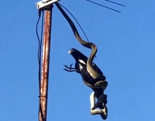 شکار عجیب مار روی آنتن تلویزیون