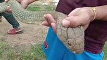 وحشت مرد روستایی با دیدن مار شاه کبرای ۴.۵ متری در اتاق خواب! 
