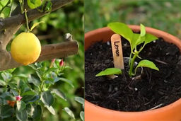 یک میوه را خیلی آسان به ده‌ها میوه تبدیل کنید!