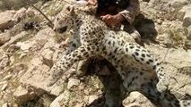فیلمی فوق العاده دیدنی درگیری پلنگ و جوجه تیغی! 