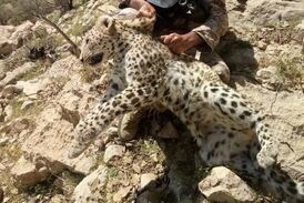 فیلمی فوق العاده دیدنی درگیری پلنگ و جوجه تیغی! 