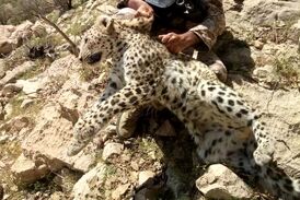 فیلمی فوق العاده دیدنی درگیری پلنگ و جوجه تیغی! 