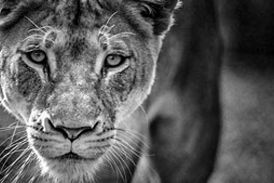 رجزخوانی یک حیوان کوچک مقابل شیر ماده