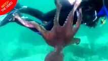 لحظه حمله اختاپوس غول پیکر به غواص! 