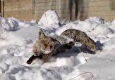 انجماد یک روباه در ترکیه به دلیل سرمای سیبری!