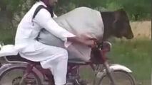 قاچاق گاو از هند به پاکستان با موتورسیکلت! 