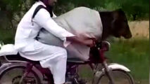 قاچاق گاو از هند به پاکستان با موتورسیکلت! 