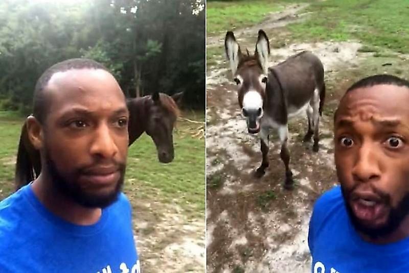 مرد آمریکایی که پس از همخوانی با الاغش مشهور شد