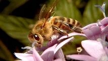 استفاده از حشرات،برای از بین بردن آفات محصولات کشاورزی