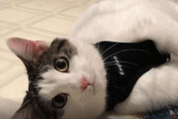 نخستین ابتلای حیوانات به کووید19  این دو گربه در آمریکا کرونا گرفتند