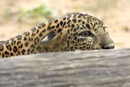 حمله پلنگ زخمی به پیرمردی که قصد نجاتش را داشت!