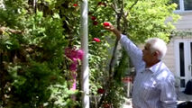 مردی که پس از ۴۰ سال تلاش، حیاط خانه‌اش را به بهشت تبدیل کرده است