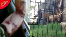 حمله مرگبار شیر باغ وحش به گردشگر!