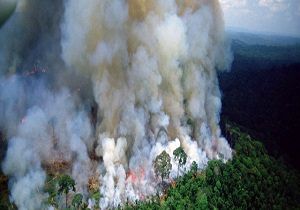 نقش جنگل‌های آمازون در زنده ماندن زمین چقدر است؟ 