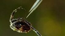 فیلم لحظه تار تنیدن و شکار عنکبوت از نمای بسیار نزدیک 