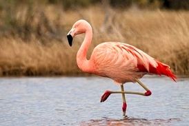 فیلمی زیبا از جوجه‌آوری فلامینگوها در شادگان