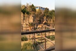  اولین زرافه‌هایی که به ایران آمدند