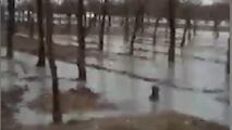 وقتی جنگل تبدیل به دریاچه می‌شود!
