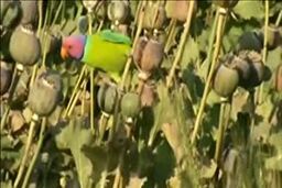 تریاکی شدن طوطی‌ها در مزرعه خشخاش!