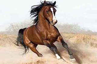 شکستن دست یک مرد توسط اسب سرکش