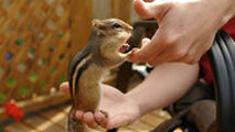  فروش قاچاقی سنجاب مقابل مترو تجریش