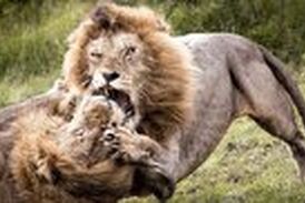 ویدیوی از قدرت نمایی خونین 2 شیرنر| پنجه به پنجه شدن 2 سلطان جنگل