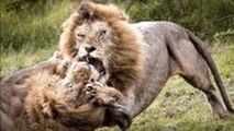 پنجه به پنجه شدن خونین ۲ شیر نر بر سر قدرت نمایی