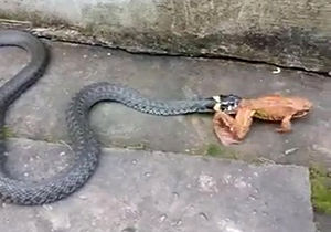 شکار دیدنی وزغ توسط مار